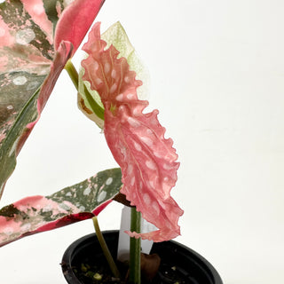 Begonia maculata (Variegated) [#1852]