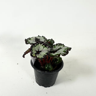 Begonia 'Dolce Vita' [#1911]