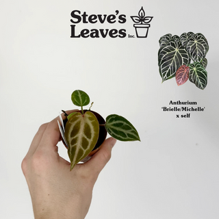 Anthurium 'Brielle'/'Michelle' x self - Seedling [#1618]