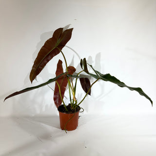 Philodendron atabapoense (Non-TC) [#1827]