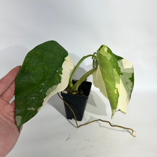 Syngonium chiapense variegated [#1953]