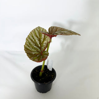 Z-4843 - Begonia brevirimosa (Silver Form)