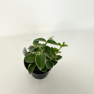 Hoya cumingiana albo-marginata [#2286]