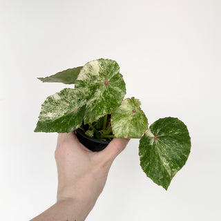 Begonia 'Rouge' [#2043]