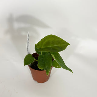 Anthurium 'Big Bertha' x self - Seedling [#1511]