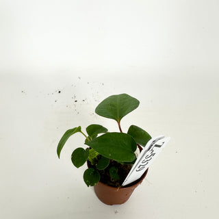 Z-5329 - Anthurium 'Prince of Darkness' x 'Amelia's Delight' - Seedling