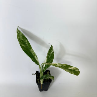 Z-5227 - Rhaphidophora megasperma variegata