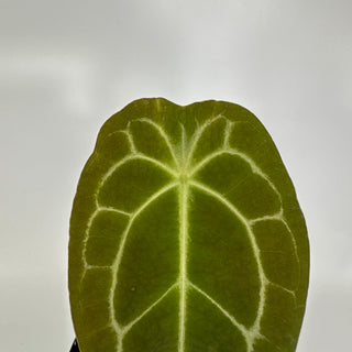 Anthurium forgetii x 'Ace of Spades' [#1204]