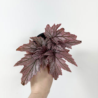 Begonia 'Lamoon' [#2390]