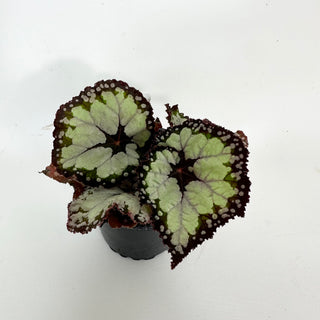 Begonia 'Dolce Vita' [#2100]