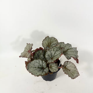 Begonia 'Desperado' [#2054]