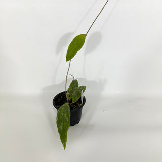 Z-4615 - Hoya finlaysonii ‘Trang’