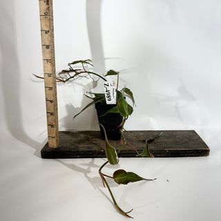 Z-4989 - Philodendron hederaceum ‘Micans Halo’