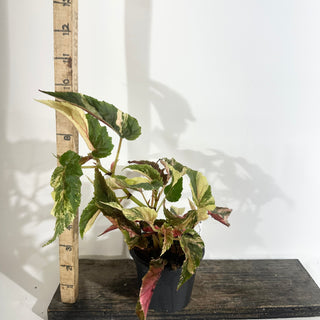 Z-5021 - Begonia 'Ginny Galaxy'