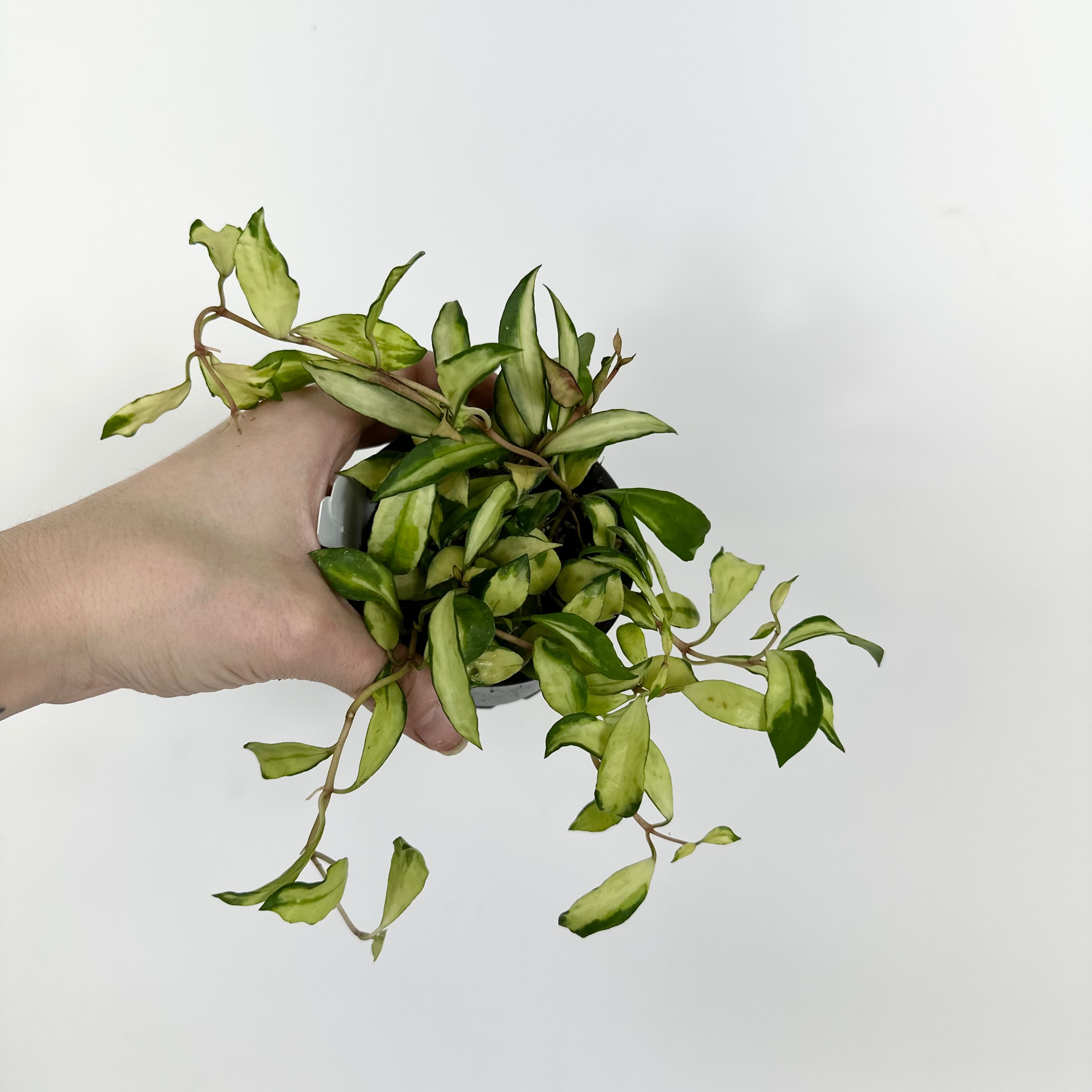 Z-5204 - Hoya lacunosa minara – Steve's Leaves