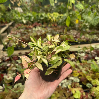 Hoya lacunosa ‘Souma’