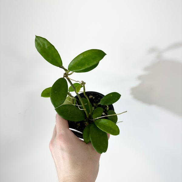 Z-5138 - Hoya liangii – Steve's Leaves