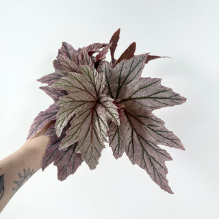Begonia 'Lamoon' [#2051]