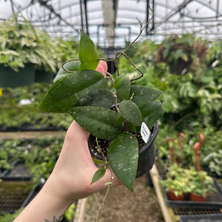 Hoya caudata (Sumatra)