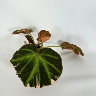 Begonia soli-mutata (variegated) [#1227]