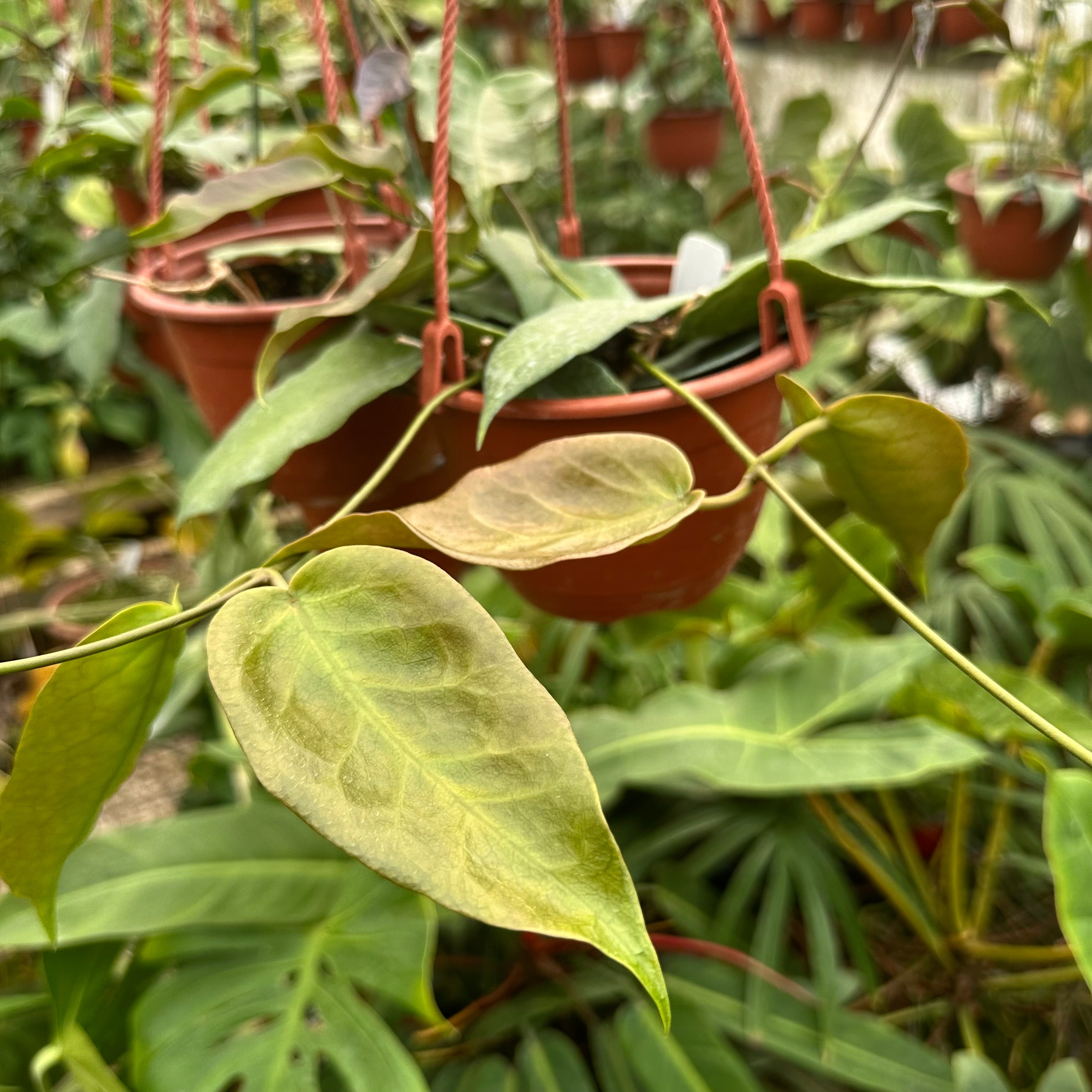 hoya philodendron Hoya 'Kaimuki'