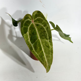 Anthurium 'Arnold Schwarzenegger' x 'Chuck Norris' - Seedling [#1991]