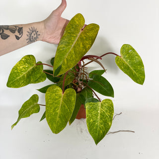 Philodendron 'Painted Lady' (Non-TC) *Sport* [#2097]