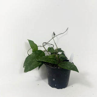 Hoya caudata (Sumatra)