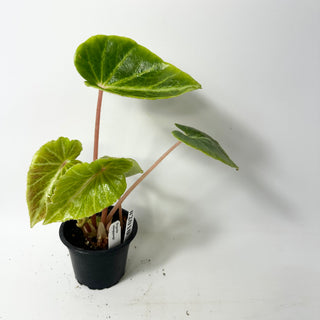 Begonia chingipengii [#2010]