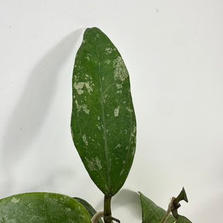 Hoya 'Stevo' (RHM 011-05)