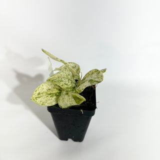 Z-4875 - Scindapsus pictus ‘Mangurai’ variegated