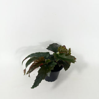 Begonia 'Peppermint Princess' [#2049]