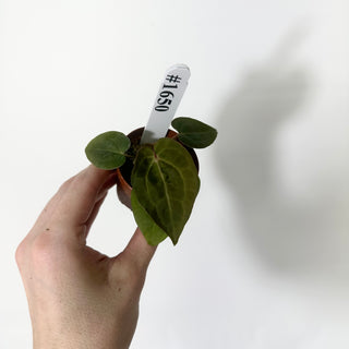 Anthurium 'Contessa' x self - 2 Seedlings [#1650]