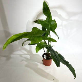 Philodendron 'Jerry Horne' (Non-TC) [#1972]