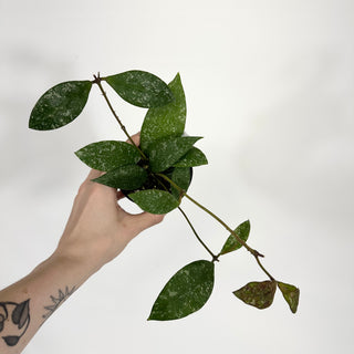 Hoya rundumensis (splash) [#1556]