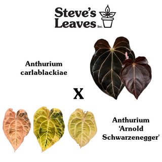 Anthurium carlablackiae x 'Arnold Schwarzenegger' - One Seed Per Pack