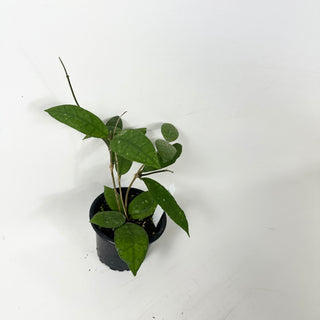 Hoya sp. Aceh Singkil AO 01 [#1854]