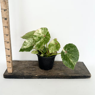 Begonia 'Rouge' [#2043]