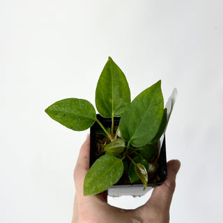 Anthurium 'Prince of Darkness' x indo portillae [#1673]
