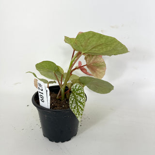 Begonia 'Snow Capped' (Variegated) [#2109]