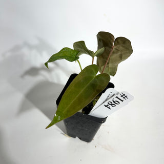 Anthurium papillilaminum SL #1 x 'Amelia's Delight' [#1984]