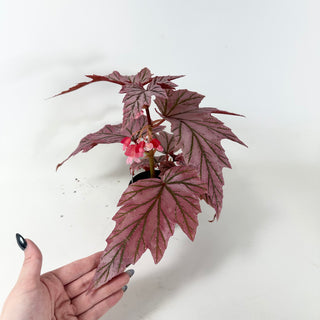 Begonia 'Lamoon' [#1915]