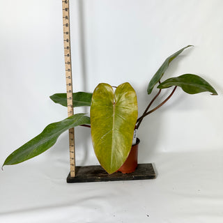 Philodendron 'Jose Buono' (Texas Form) x erubescens 'Red Emerald' (Non-TC) [#1704]