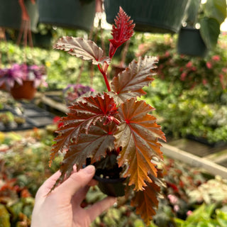 Begonia serratipetala