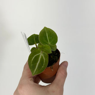 Anthurium 'Brielle'/'Michelle' x self - 2 Seedlings [#1515]