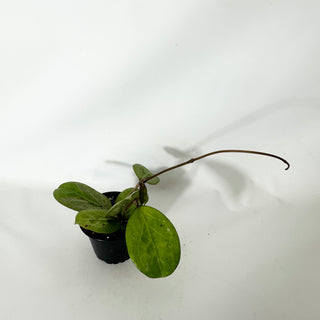 Hoya 'Michele' (Splash/Silver) [#1663]