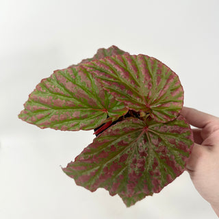 Begonia "Crazy Pink" [#1910]