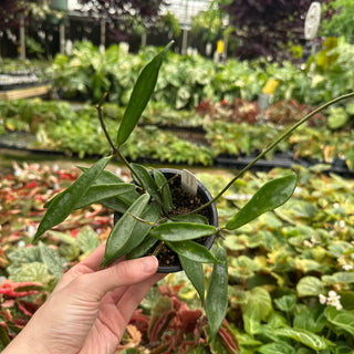 Hoya rostellata 'Hummingbird'
