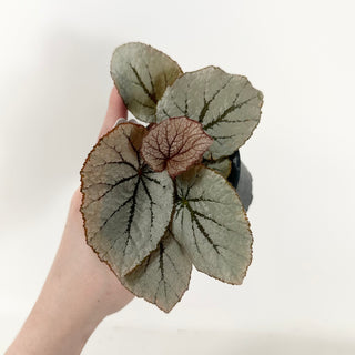 Begonia 'Rice Paper' [#1924]
