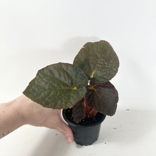 Begonia 'Steve's Leaves Black Hole Sun' [#1926]